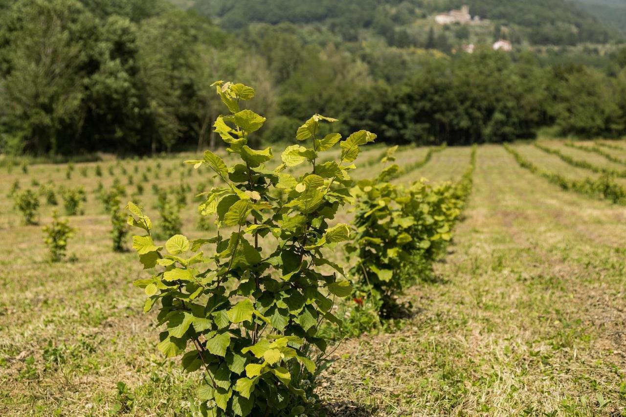 Podere Groppini Fivizzano Exterior foto